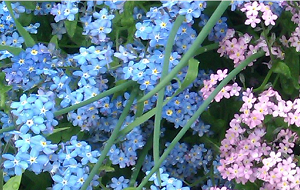 4_25_6_10_19_31_priroda.PNG